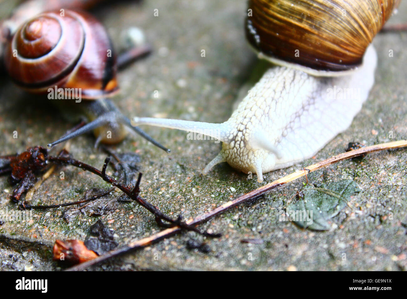 Der große weiße Schnecke auf dem Boden Stockfoto