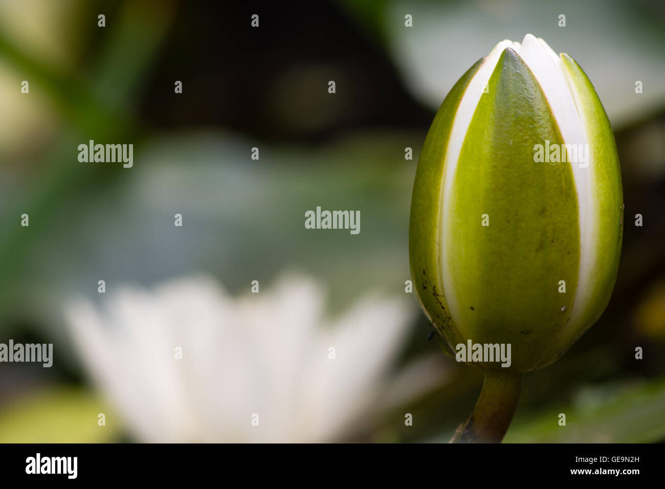 Weiße Seerose (Nymphaea Alba) Knospe. Ungeöffnete Blume der aquatischen Lilie in polaren, Familie mit offenen Blume im Hintergrund Stockfoto