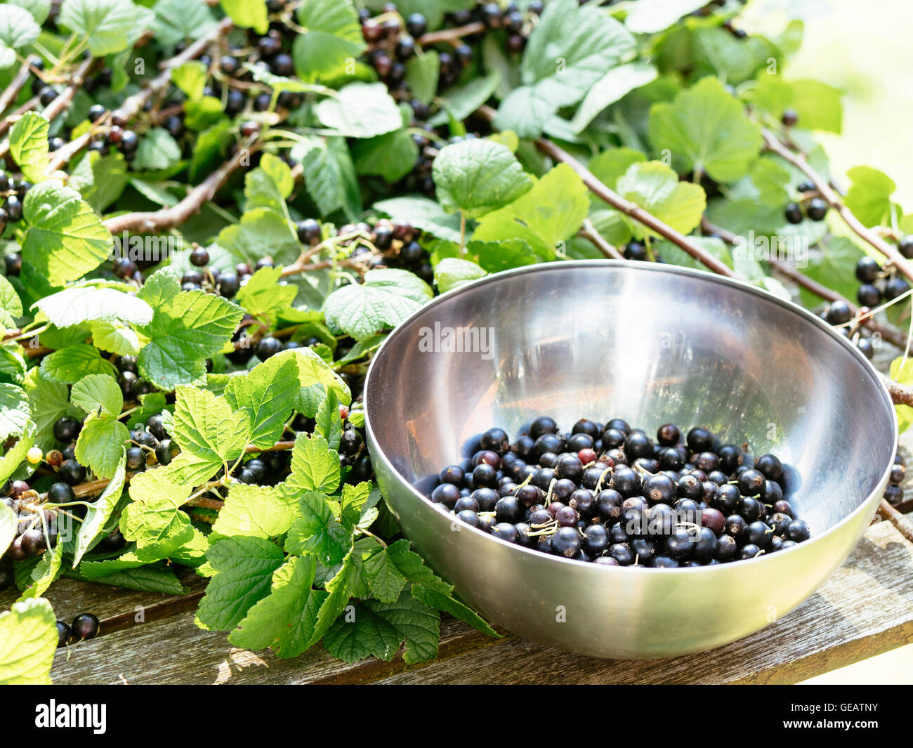 Schwarze Johannisbeere, Ribes Nigrum, Beeren an Ästen mit einer Schale zu sammeln Stockfoto