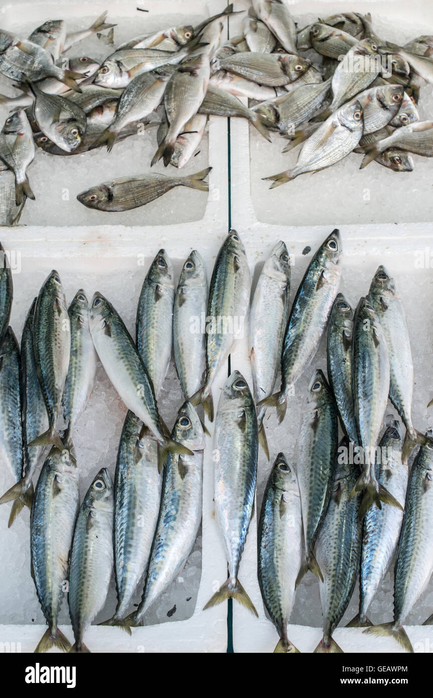 Rohe Atlantic Döbel Makrelen auf Eis in einem Angelshop Stockfoto