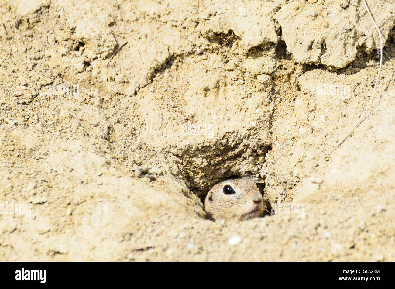 Orth an der Donau: Europäische Ziesel (Spermophilus Citellus), Donau, Niederösterreich, Niederösterreich, Österreich Stockfoto