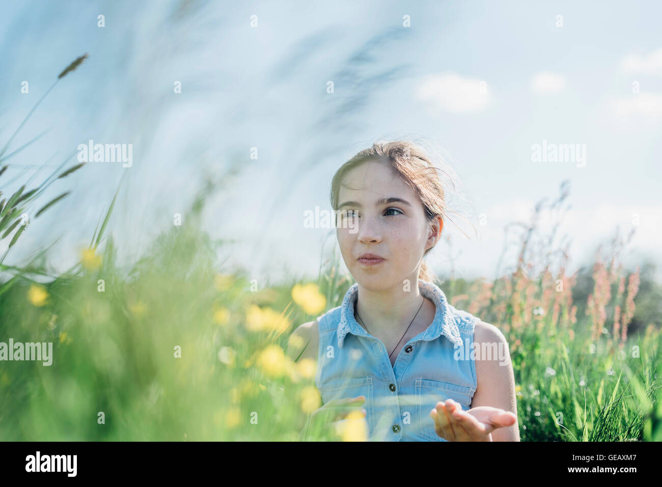 GRL in Blumenwiese Stockfoto