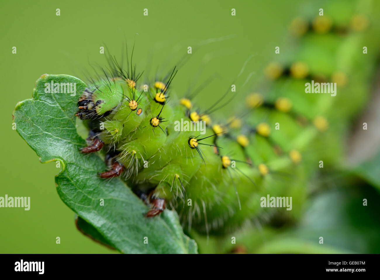 Raupe des kleinen Kaiser-Motte auf einem Blatt Stockfoto