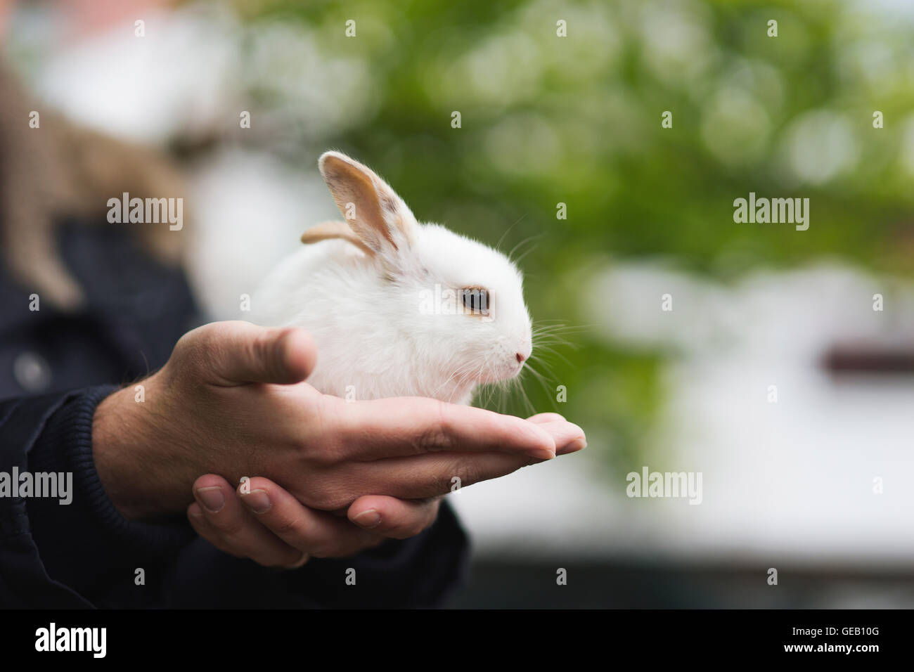 Häschen sitzt auf Seite Stockfoto