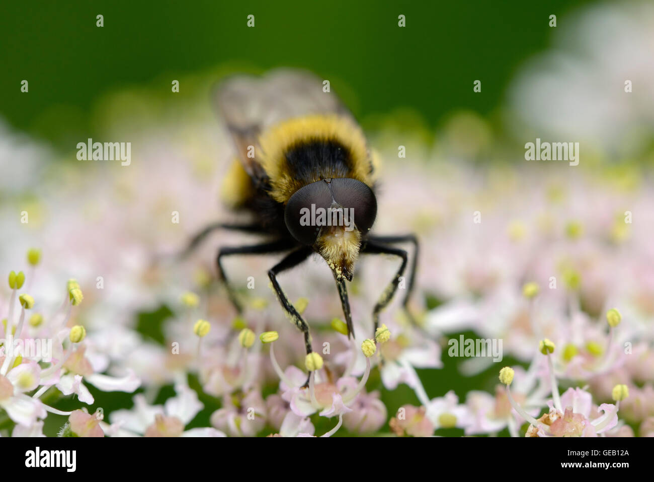 Hoverfly auf Blüte Stockfoto