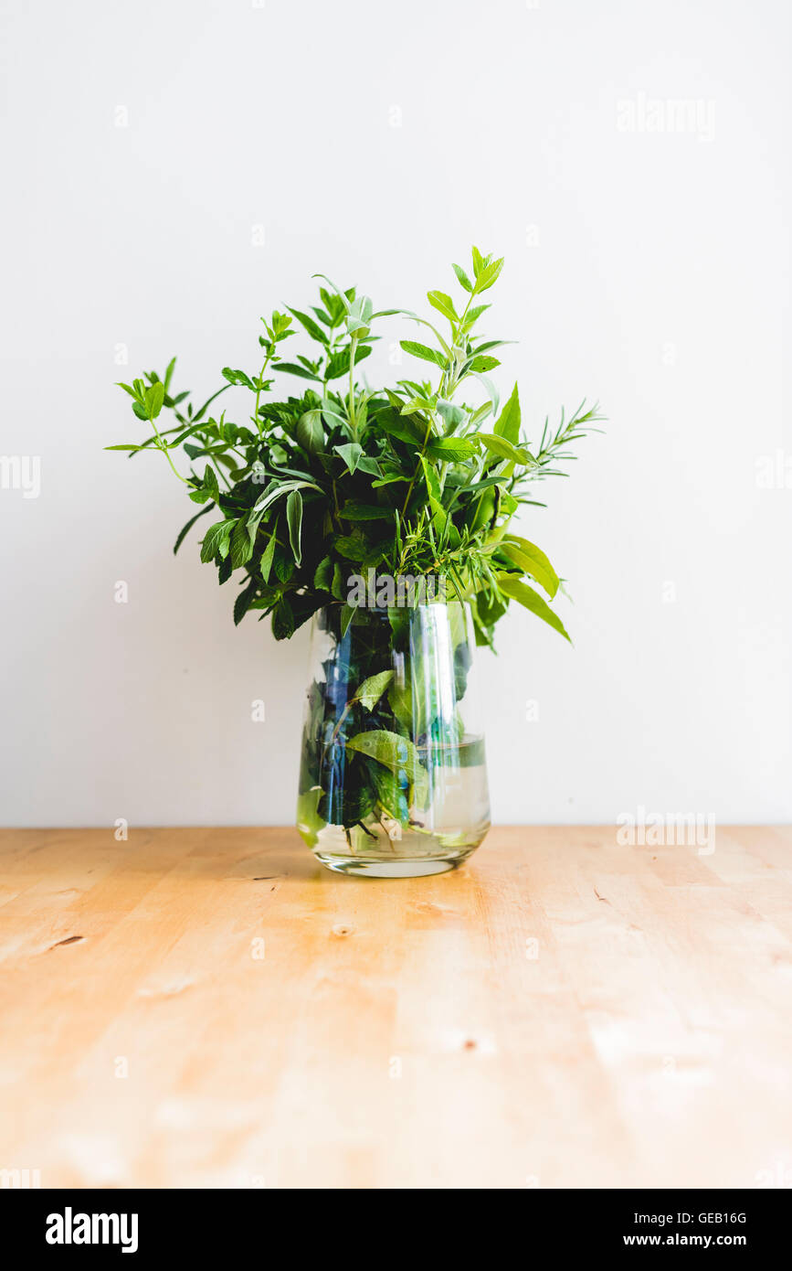 Minze-Werk in vase Stockfoto