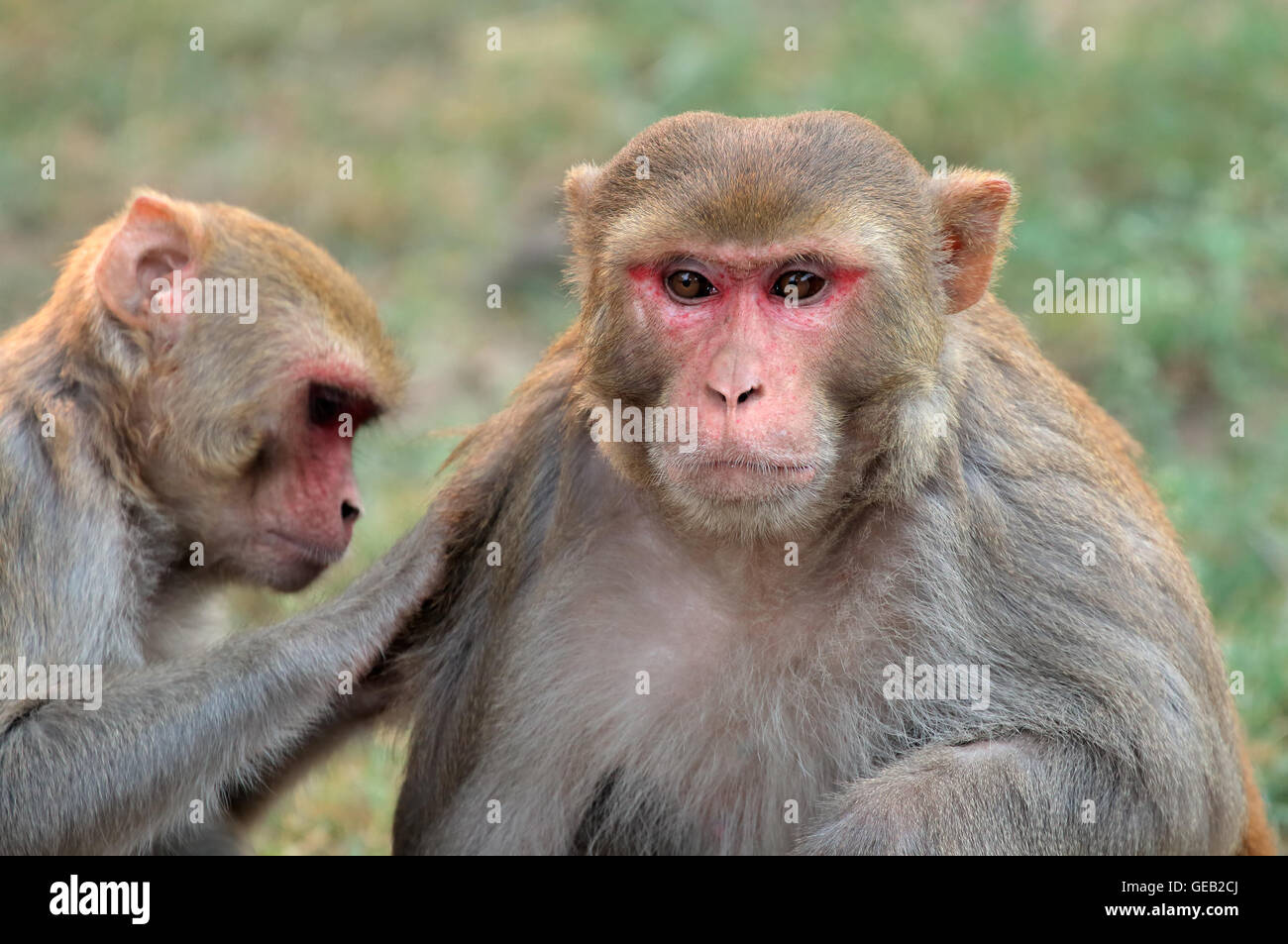 Porträt von Rhesus-Makaken (Macaca Mulatta), Indien Stockfoto