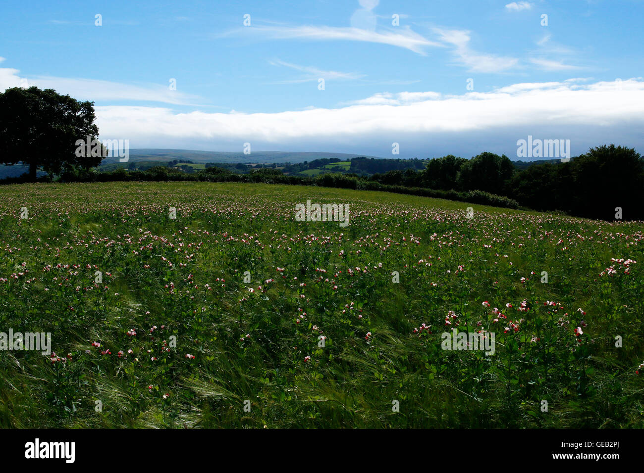 Eine Erbse & Gerste Feld in der Sommerzeit, Erbsen in voller Blüte, die auf der Suche sehr rosa, schöne & bunte eine ausgezeichnete Ernte. Stockfoto