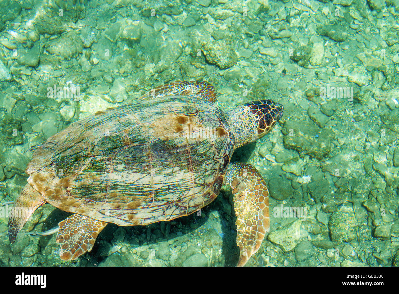 Unechte Meeresschildkröte Caretta, Schwimmen in der Bucht von Kastelorizo Stockfoto