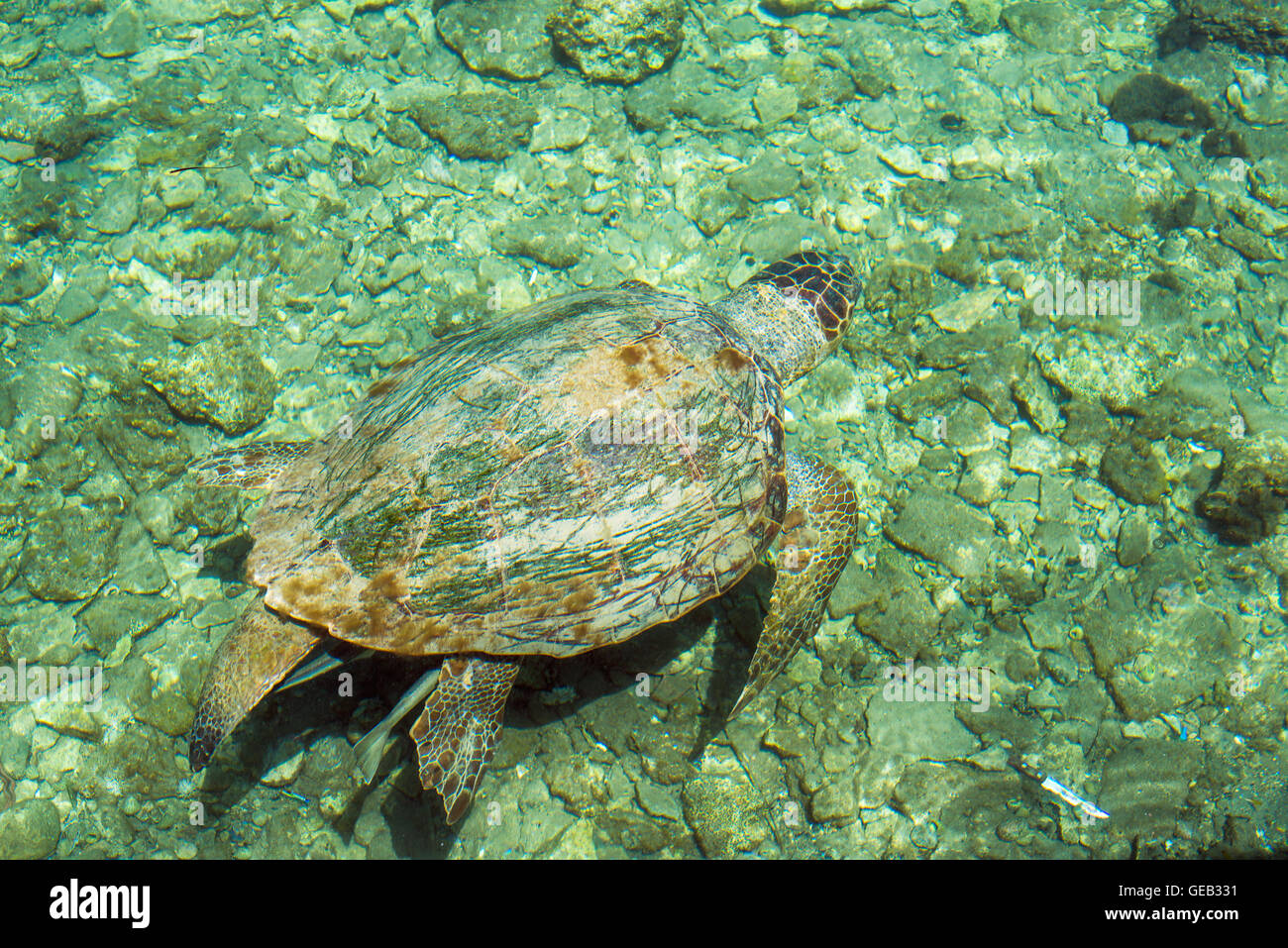 Unechte Meeresschildkröte Caretta, Schwimmen in der Bucht von Kasteloriz0 Stockfoto