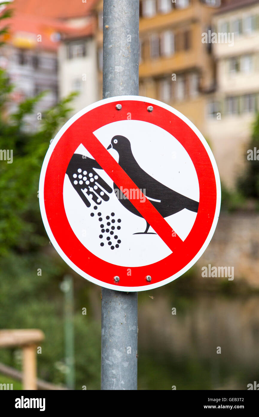 Schild sagt keine Fütterung der Vögel, insbesondere Tauben, Tübingen, Deutschland Stockfoto