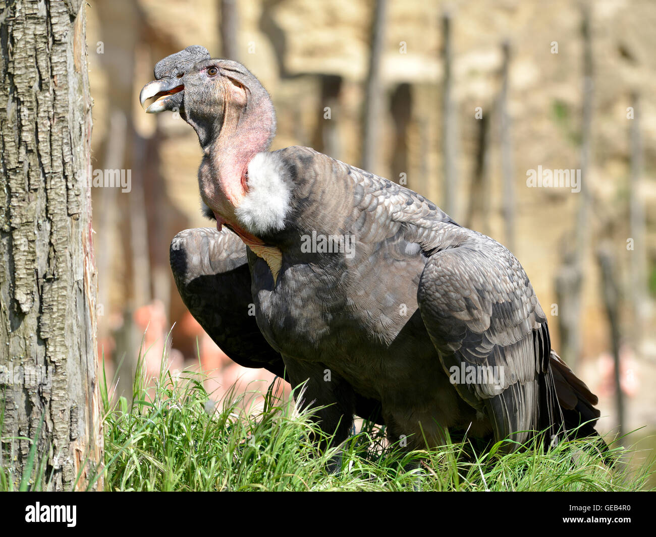 Andenkondor (Vultur Kondor) auf Rasen Stockfoto