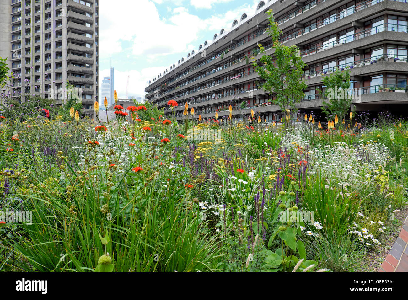 Designer Nigel Dunnett pflanzt im Sommer Blumen, städtischer Beech Garden auf dem Dach und luxuriöse Wohnungen Barbican Estate City of London EC2Y UK KATHY DEWITT Stockfoto