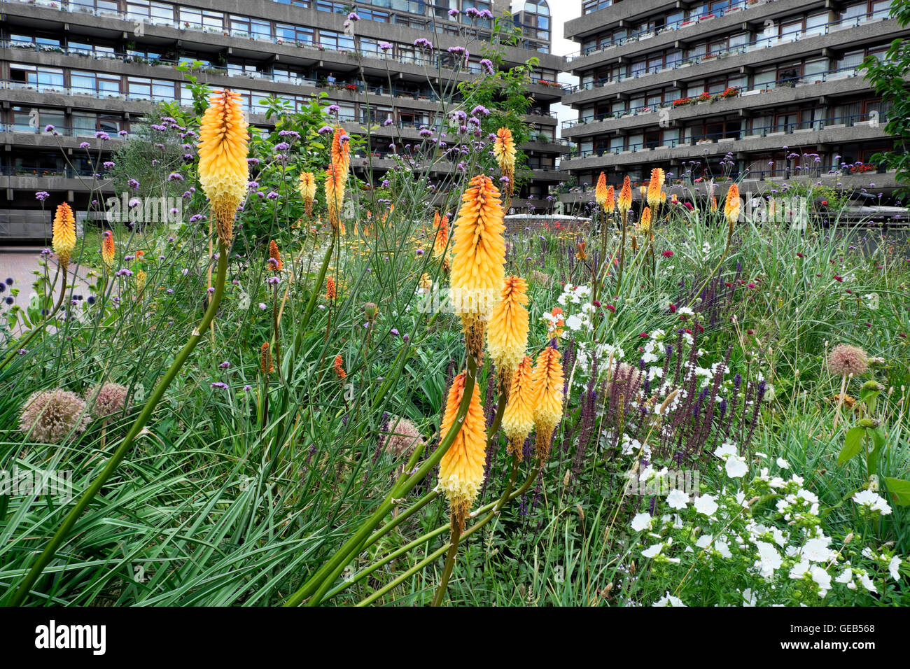 Garten designer Nigel Dunnett garten sommer Pflanzen Design mit Kniphofia in Barbican Estate Buche Gärten in der Stadt London UK KATHY DEWITT Stockfoto