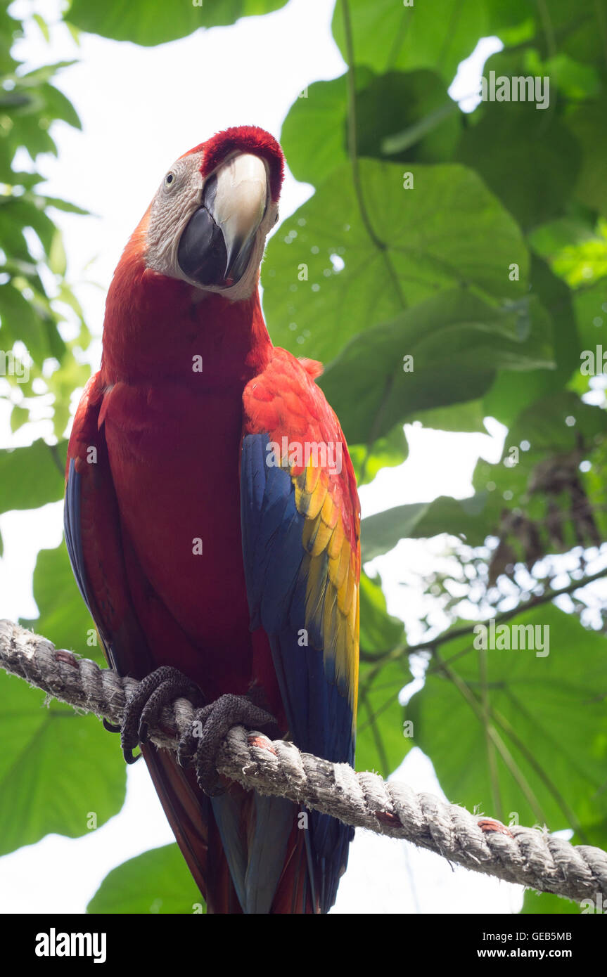 Papagei Vogel rot Ara süße wilde Tier Tropen Stockfoto