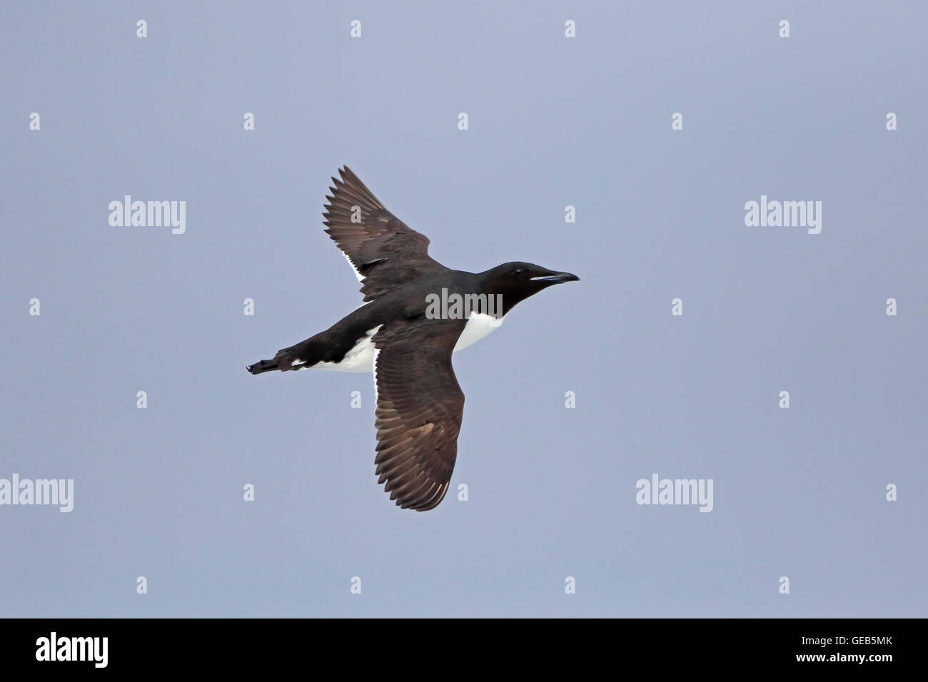 Brunnich von Guillemot im Flug Stockfoto