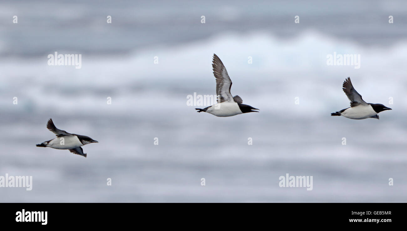 Drei Brunnich Trottellummen im Flug über Eisscholle Stockfoto