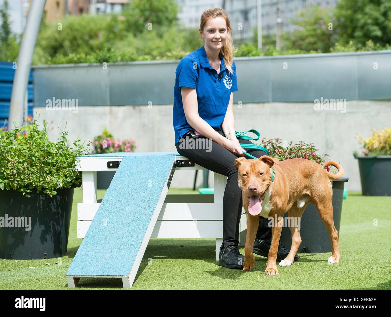 Embargo 0001 Montag, 25 Juli Battersea Hunde und Katzen zuhause Teamleiter Rebecca Lodder mit ein 18-Monate-alten Pit Bull Terrier namens Francis, die je nach Bedarf von den gefährlichen Hunden Act 1991 am Dienstag eingeschläfert werden soll. Stockfoto