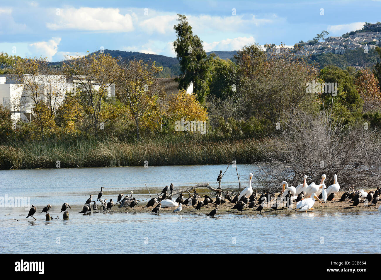 Wasservögel auf der Insel im Teich an der San Joaquin-Naturschutzgebiet, Irvine, Kalifornien. Stockfoto