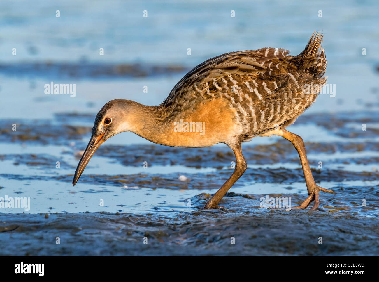 König Rail (Rallus elegans) auf der Suche nach Nahrung am schlammigen Rand der Gezeiten Marsh am frühen Morgen, Galveston, Texas, USA. Stockfoto