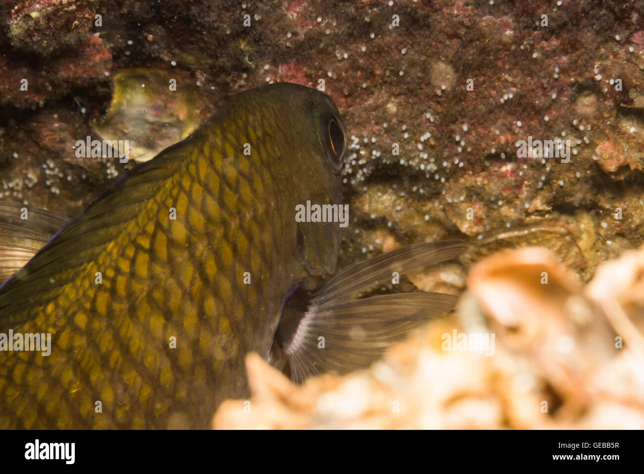 Eltern zu kümmern von Eiern auf dem Felsen. Smokey Chromis. Chromis Fumea (Tanaka, 1917). 15m Tiefe. Wassertemp 27℃ Stockfoto