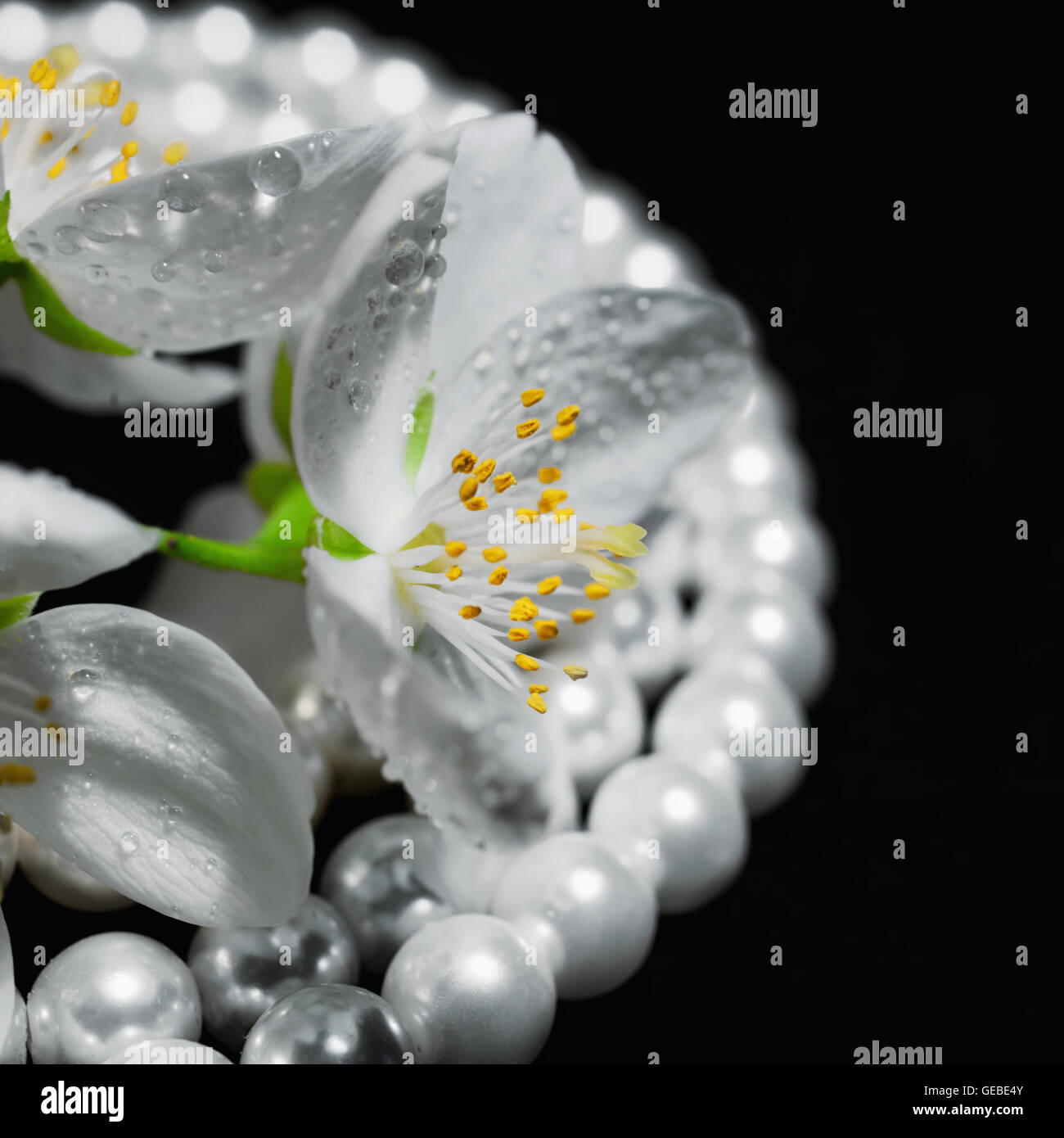 Jasminblüten und Perlenkette auf schwarzem Hintergrund Stockfoto