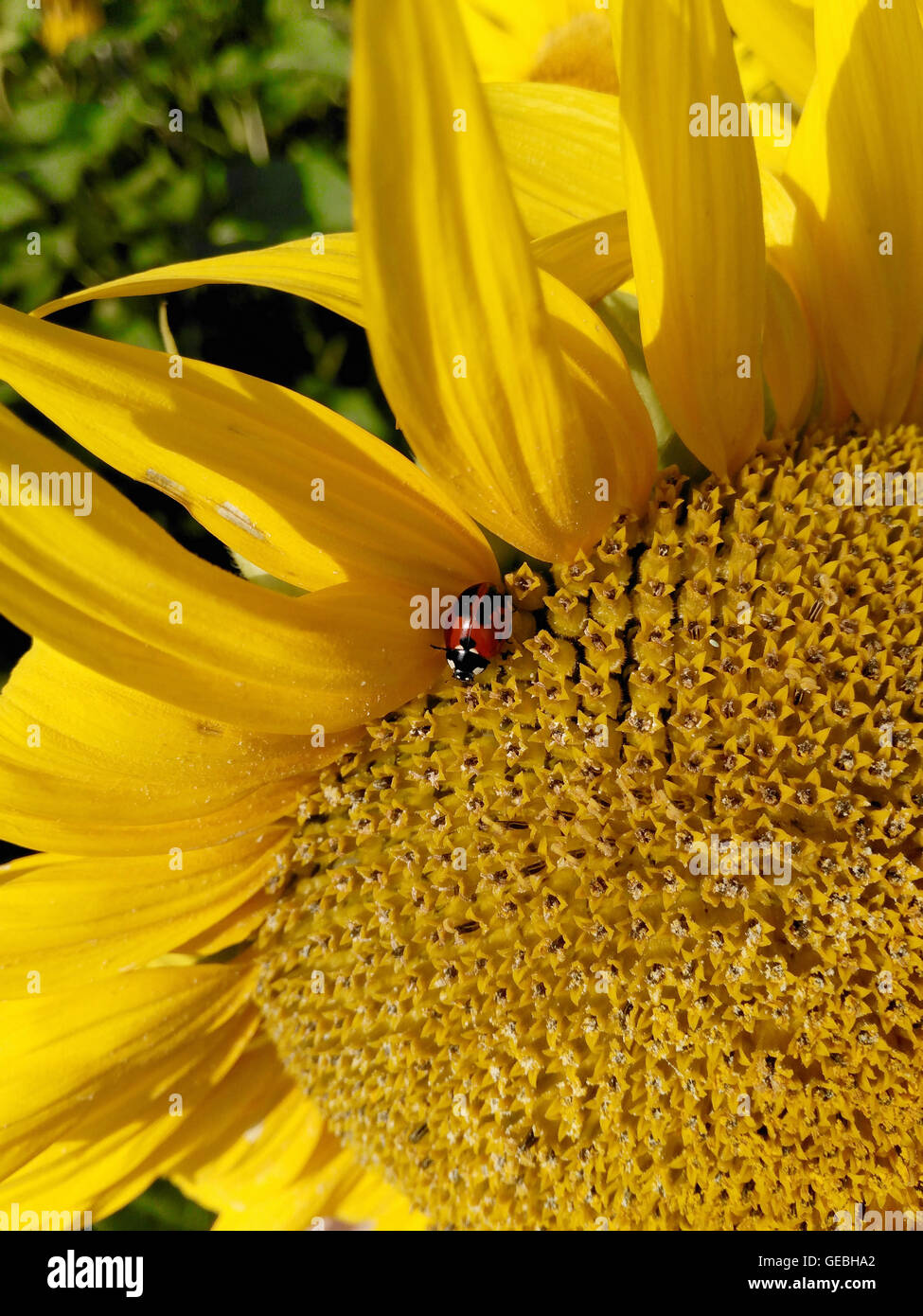 Das Insekt sitzt auf einer gelben Blume Stockfoto