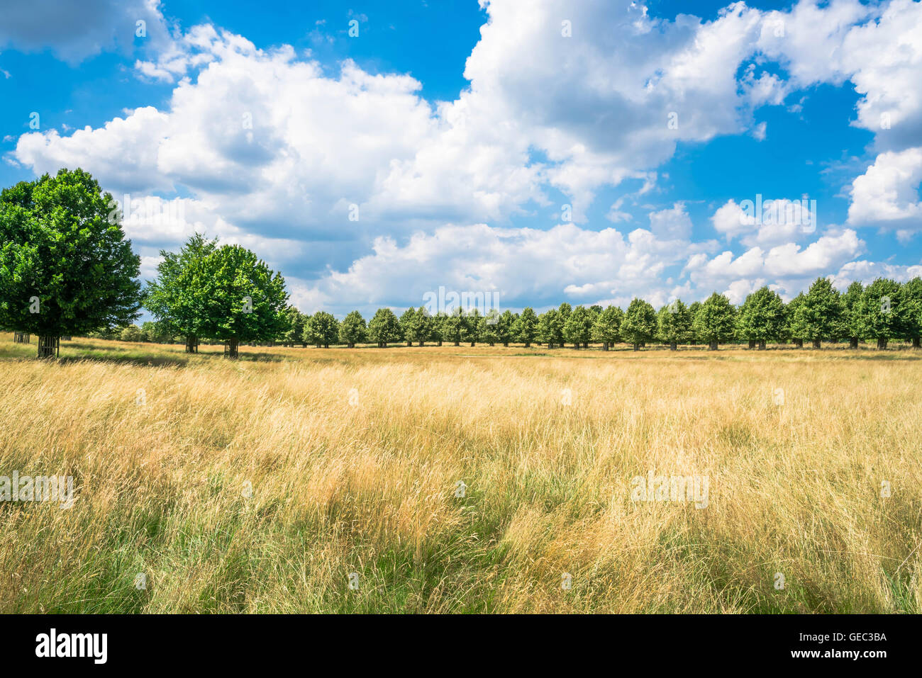 Hampton Court Park in Süd-London, UK Stockfoto