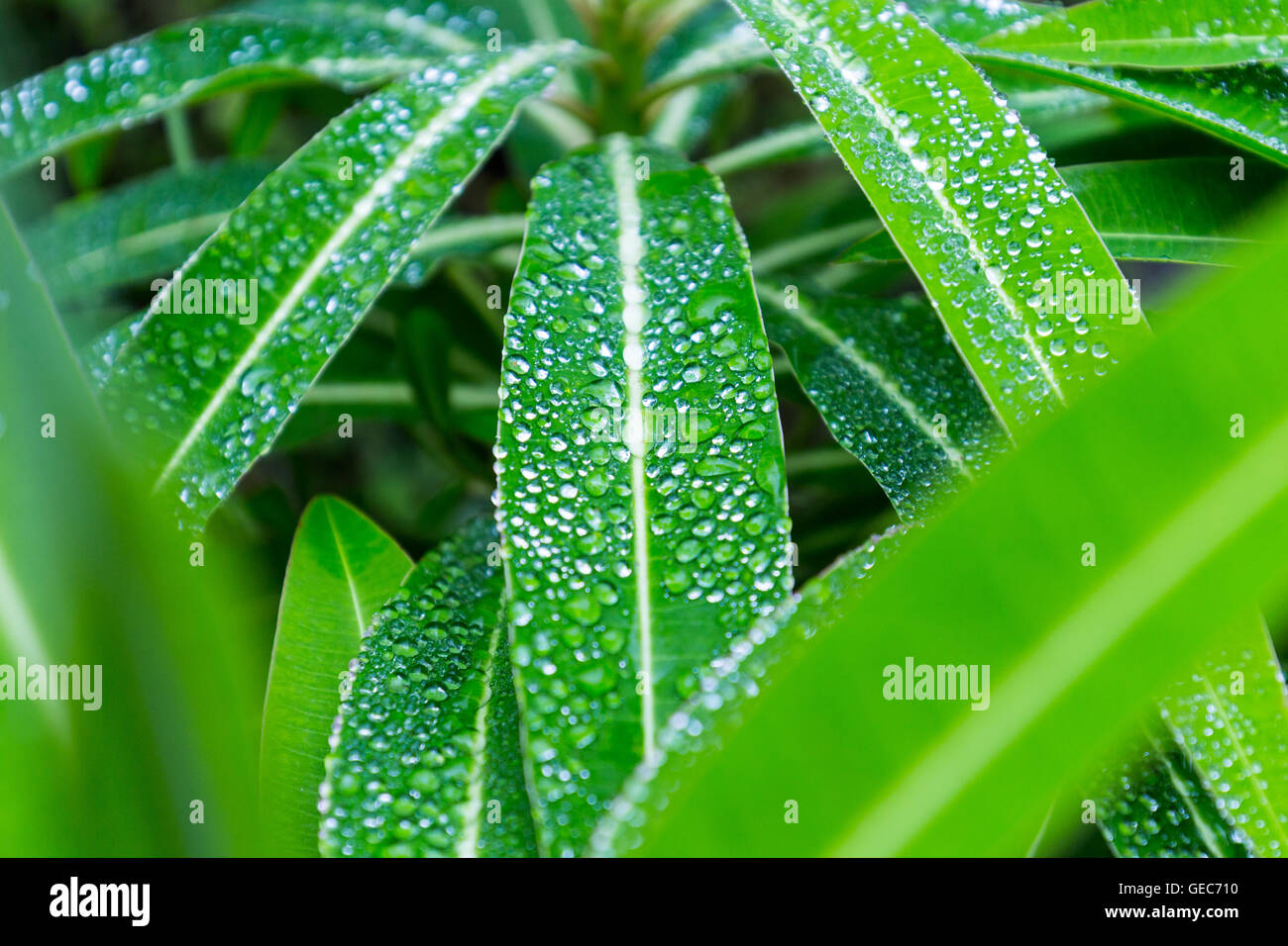 Grünes Blatt mit Wassertropfen, selektiven Fokus, Makro, Natur Hintergrund Stockfoto