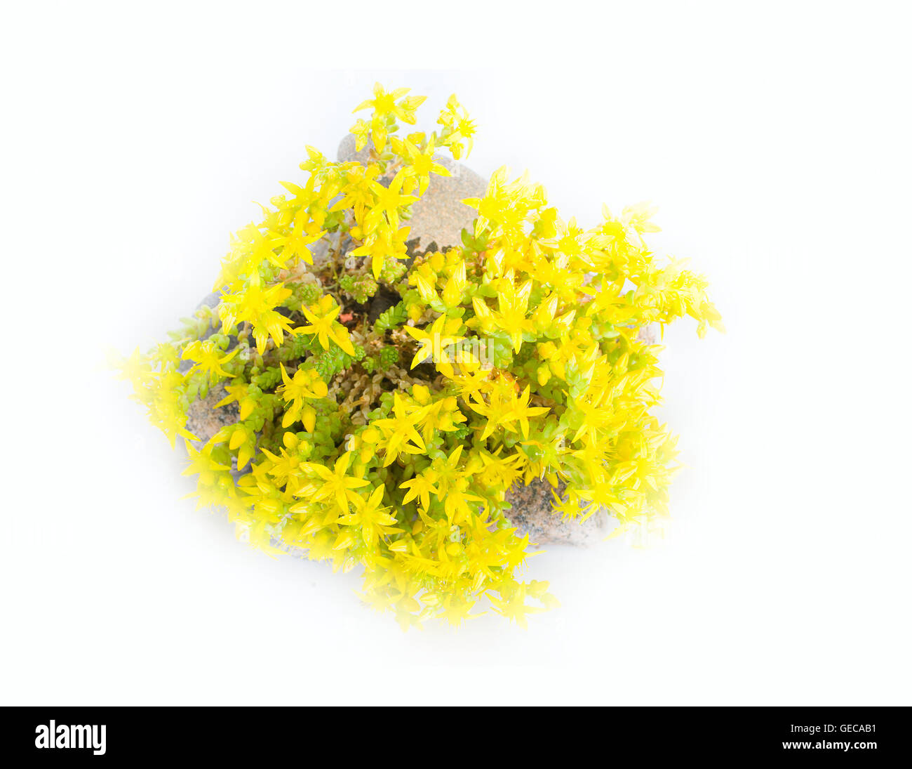 Typisches Element der Steingarten. Golden Moss (Sedum Acre) zwischen den Felsen. Blumen wiegen sich Wind. Weißem Hintergrund Stockfoto