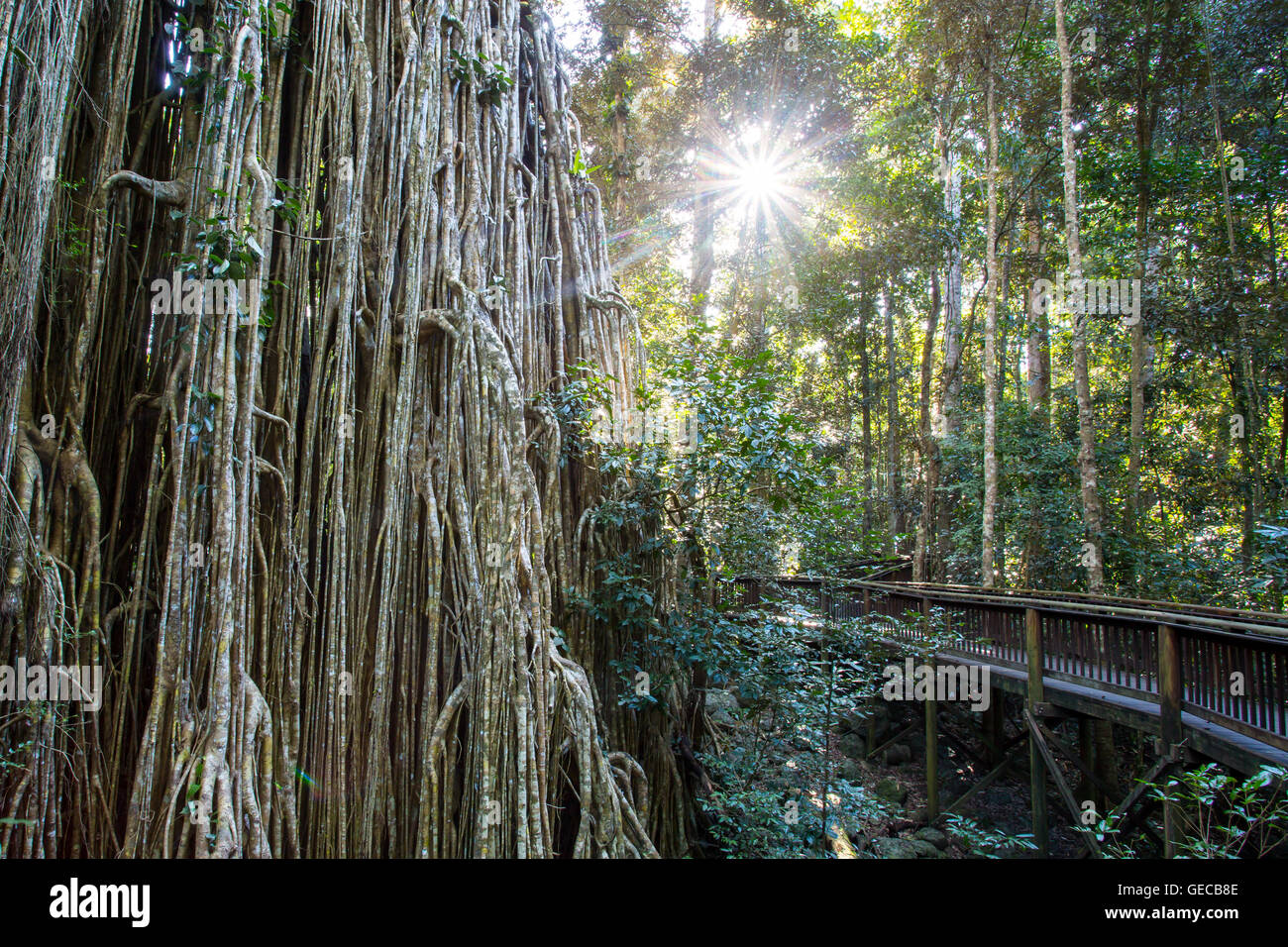 Die berühmten Curtain Fig Tree in der Nähe von Yungabarra in die Atherton Tablelands, Queensland, Australien Stockfoto