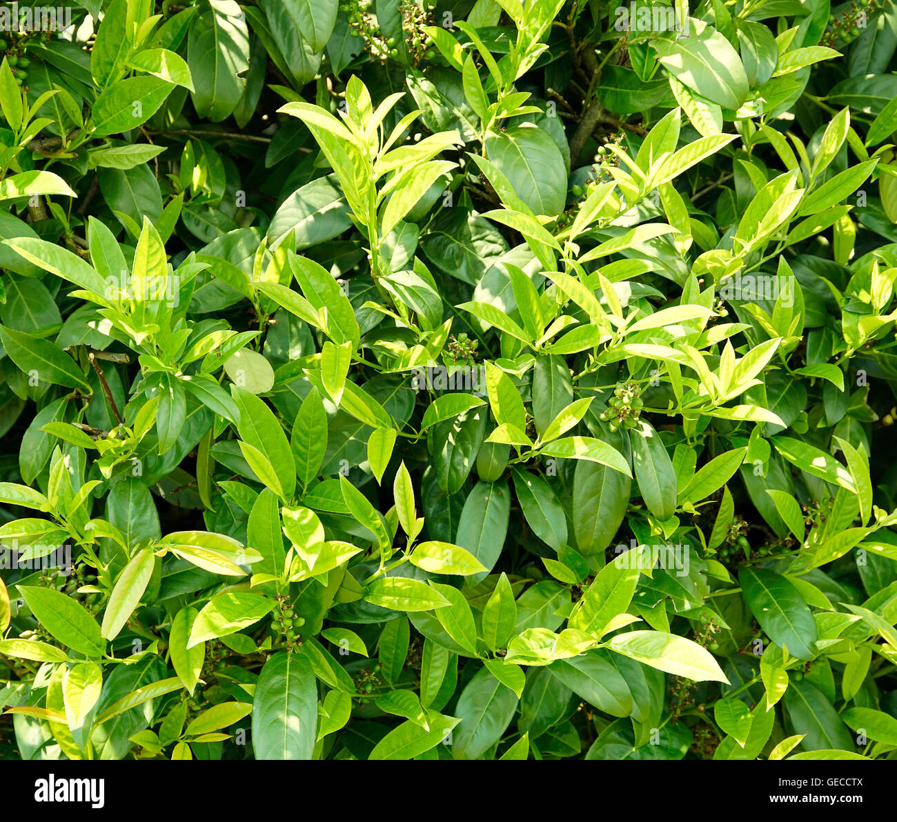 Full-Frame-Vegetation-Hintergrund zeigt viele frische grüne Kirschlorbeer-Blätter Stockfoto