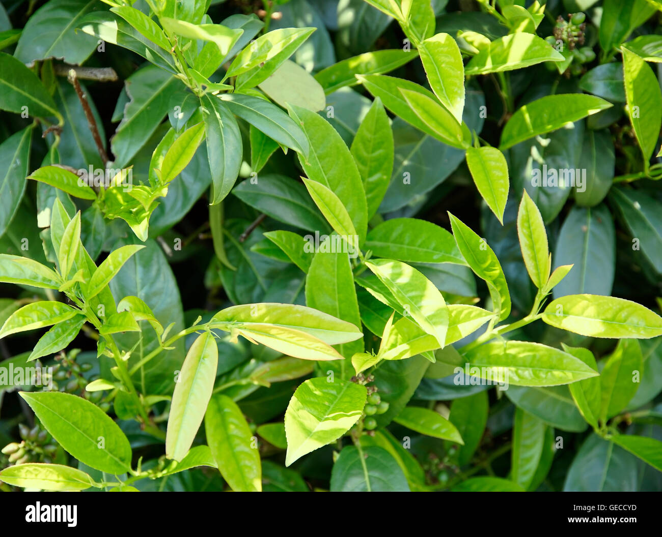 Full-Frame-Vegetation-Hintergrund zeigt viele frische grüne Kirschlorbeer-Blätter Stockfoto