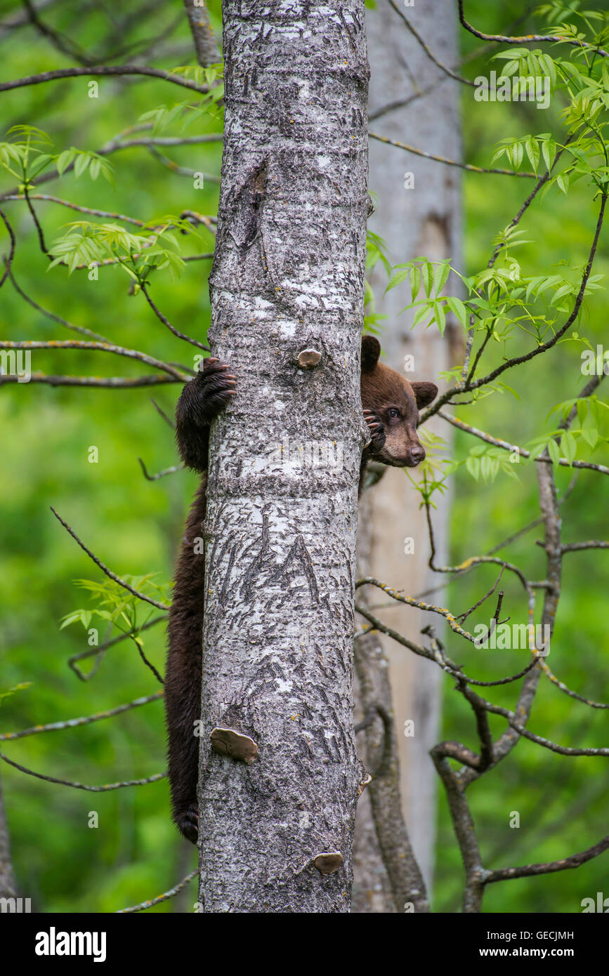 Black Bear Cub Urus Americanus Klettern Baum-Nordamerika Stockfoto