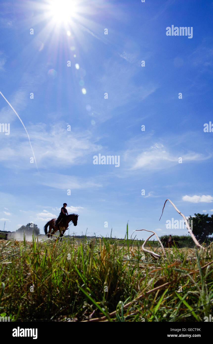 Silhouette der Reiterin auf einem Feld in starker Nachmittagssonne Stockfoto