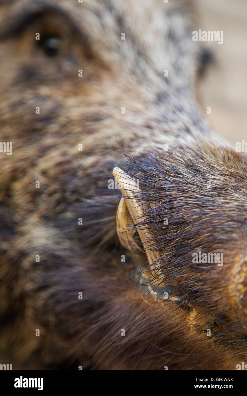 Nahaufnahme auf Schnauze des Wildschweins Stockfoto