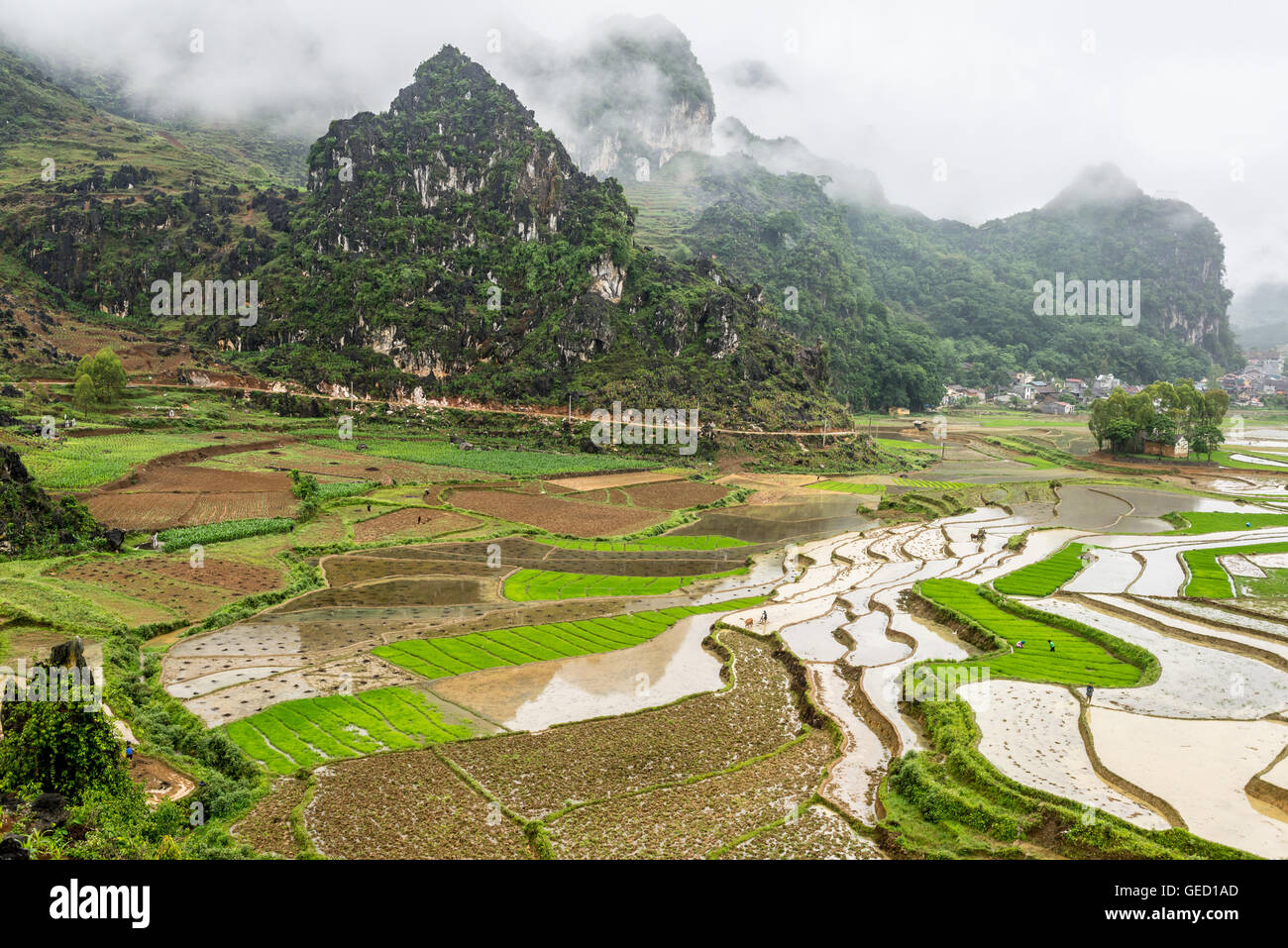 Charakteristische Landschaft mit Bergen und Reisfeldern in Nord-Vietnam Dong Van, Ha Giang, Stockfoto