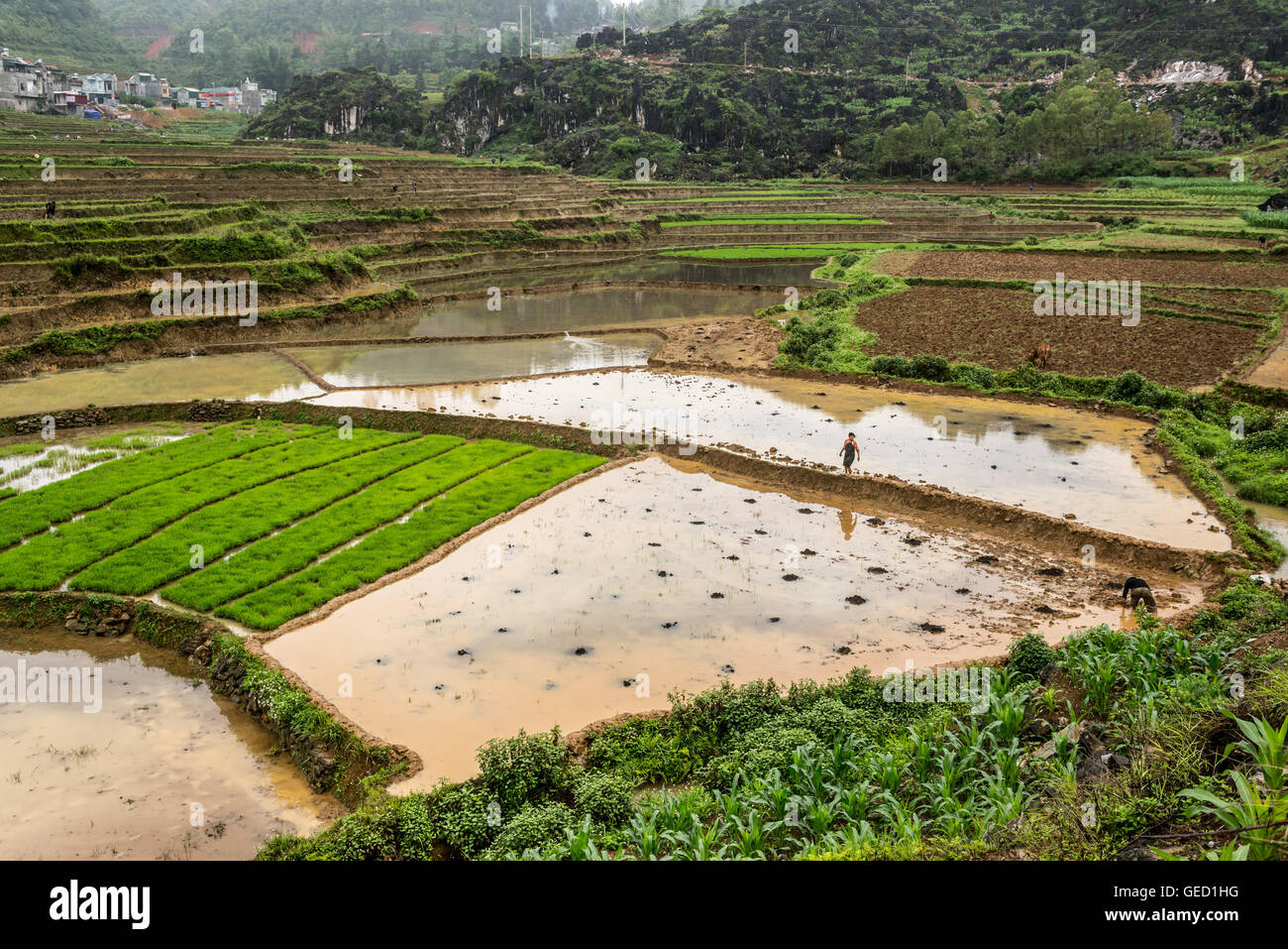 Nicht erkennbare vietnamesischen Bauern, die auf den Reisfeldern in Dong Van, Ha Giang, Vietnam Stockfoto