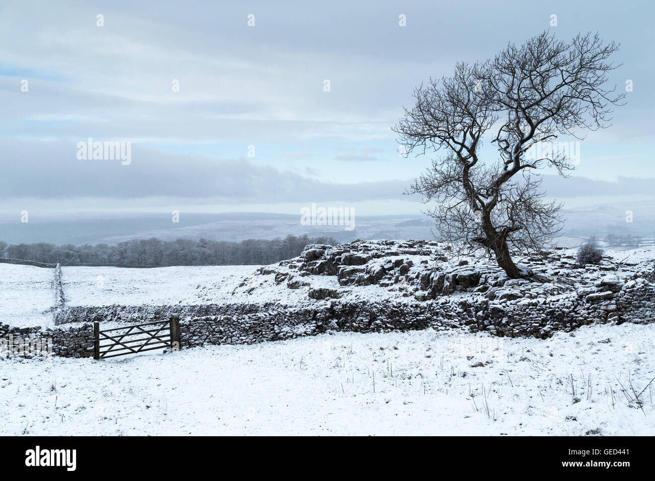 Eine Esche wächst aus Kalkstein Pflaster, Yorkshire Dales, UK Stockfoto