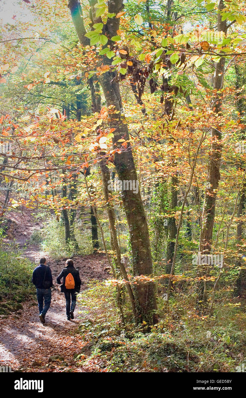 Fageda d ' en Jordà, Naturpark der Garrotxa, Provinz Girona. Katalonien. Spanien Stockfoto