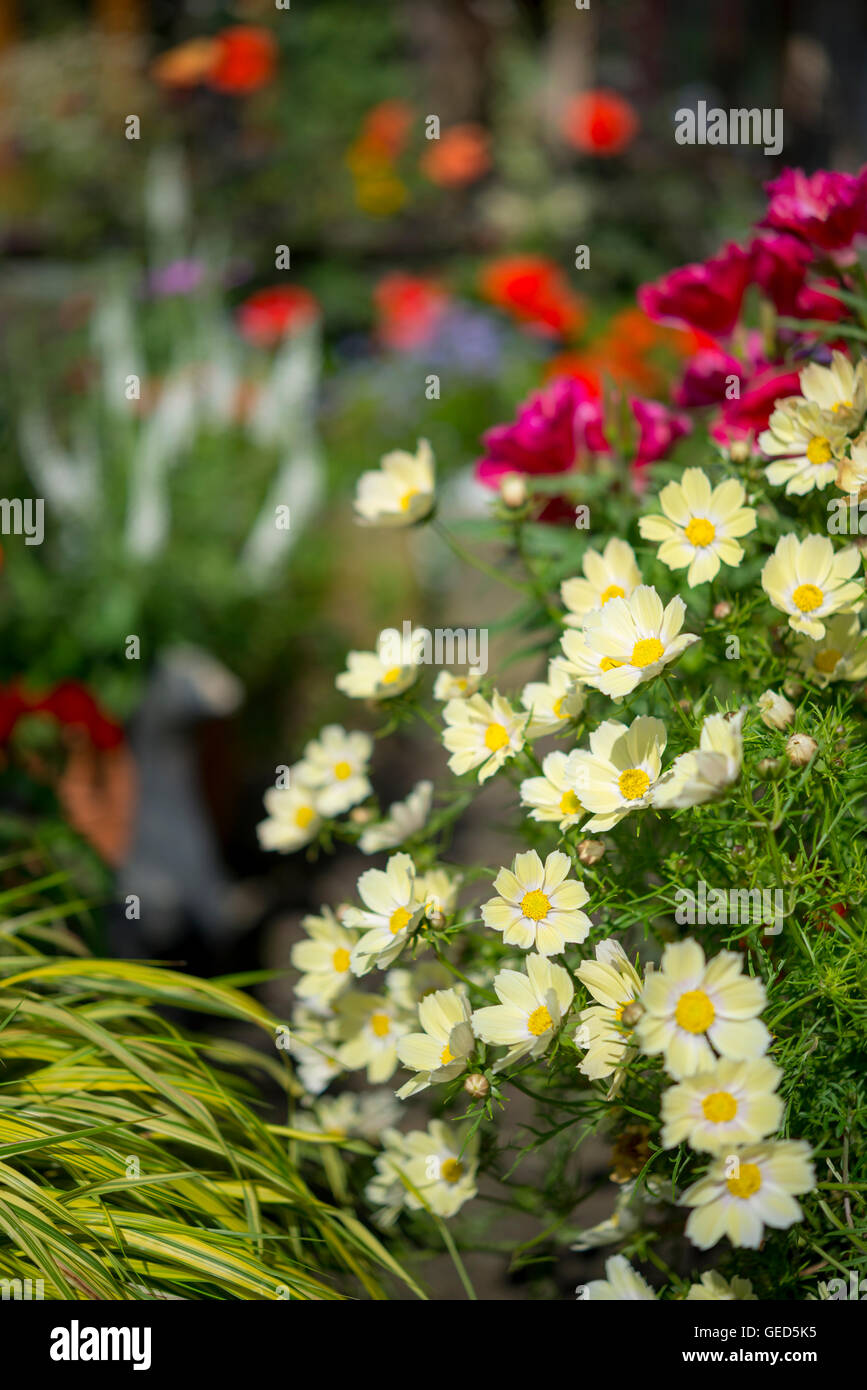 Jährliche Blumen im hellen Sonnenschein. Bunte Beetpflanzen in einem englischen Garten. Stockfoto