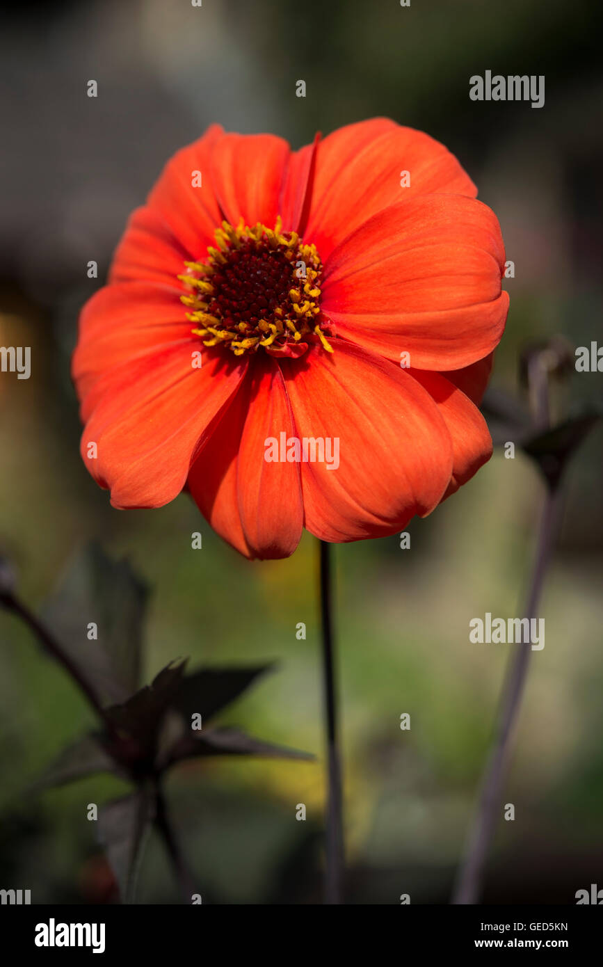 Nahaufnahme von einem tief orange Dahlia Einzelblüte im Sommergarten. Stockfoto