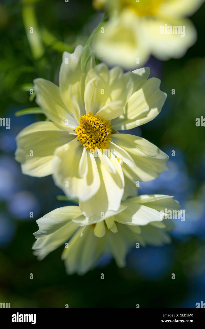 Blassgelbe Kosmos Blüten im Sommersonne. Stockfoto