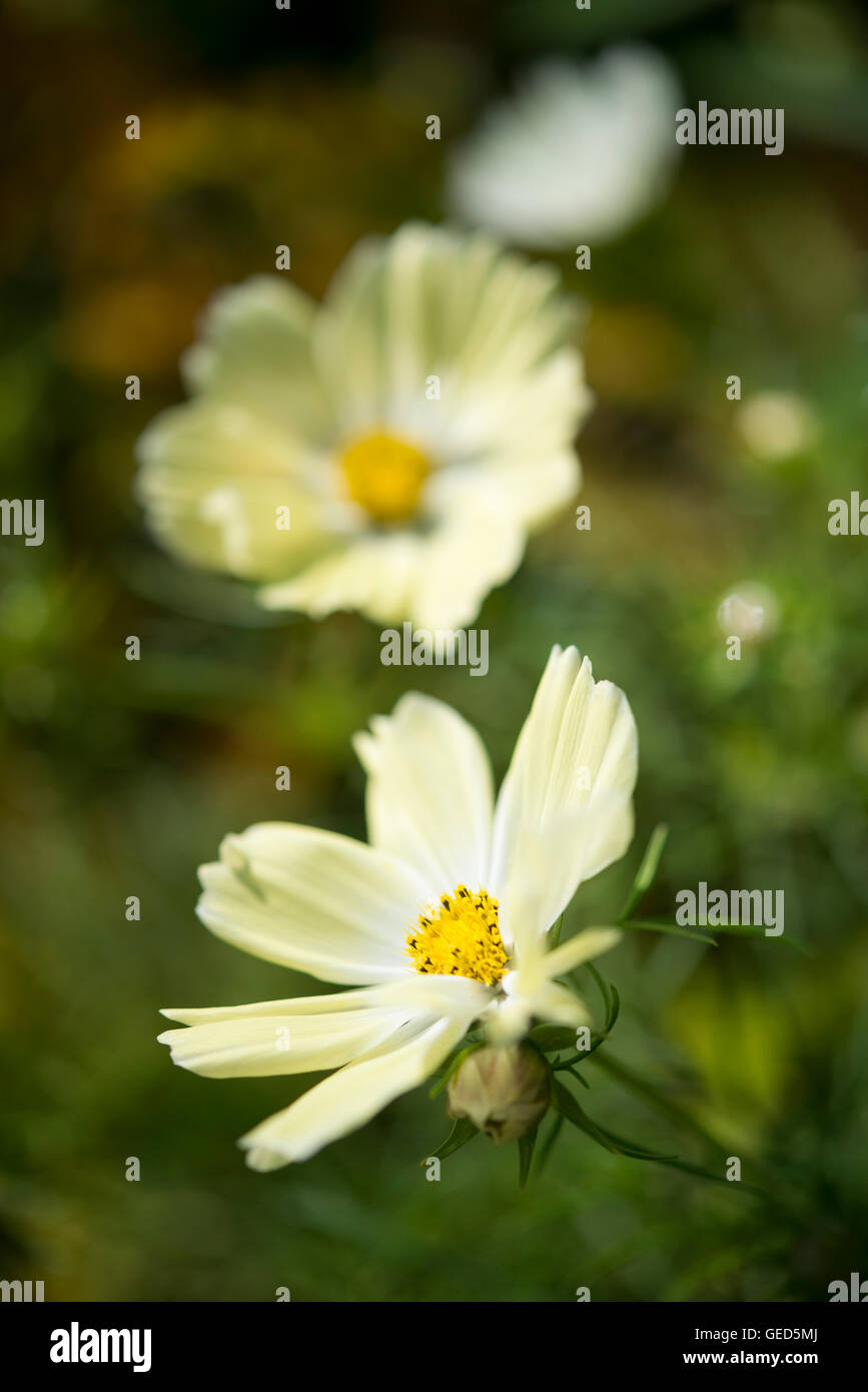 Blassgelbe Kosmos Blüten im Sommersonne. Stockfoto