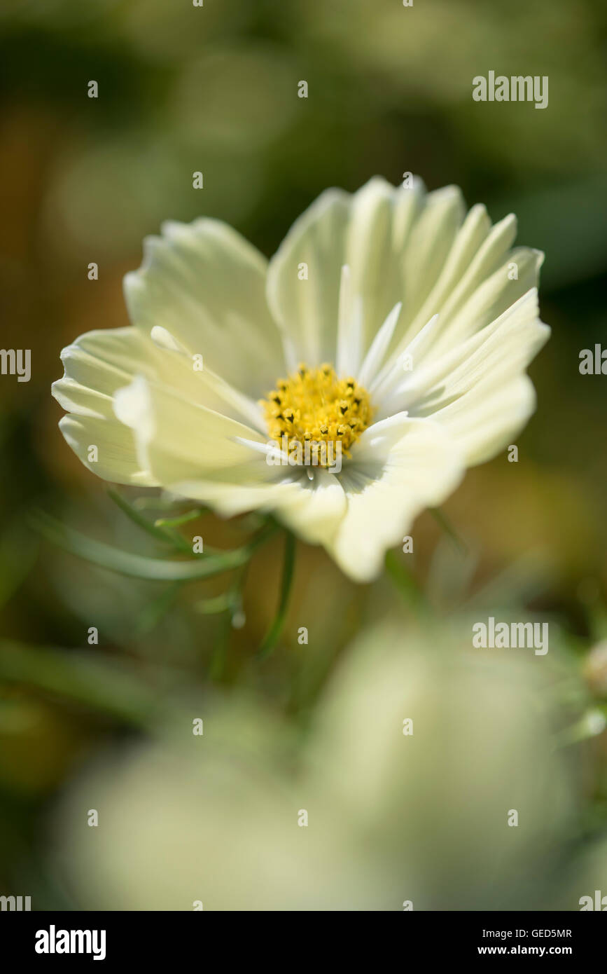 Blassgelbe Kosmos Blüten im Sommersonne. Stockfoto
