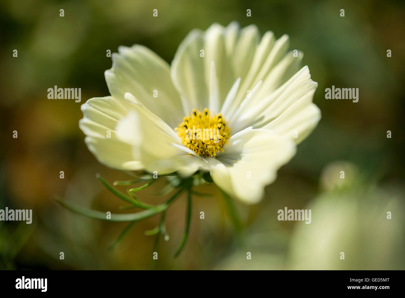 Blassgelbe Kosmos Blüten im Sommersonne. Stockfoto