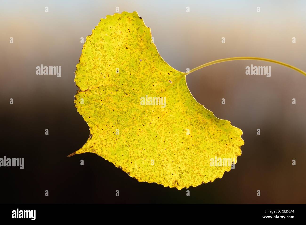 Ein einzelnes Backlit Aspen Blatt an einem sonnigen Herbsttag Stockfoto