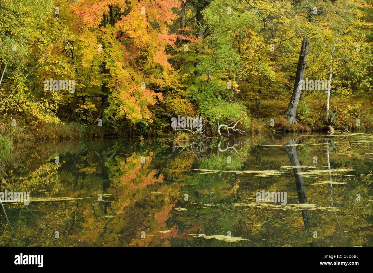 Herbstfarben Sie wider an einem See, an einem ruhigen Tag Stockfoto