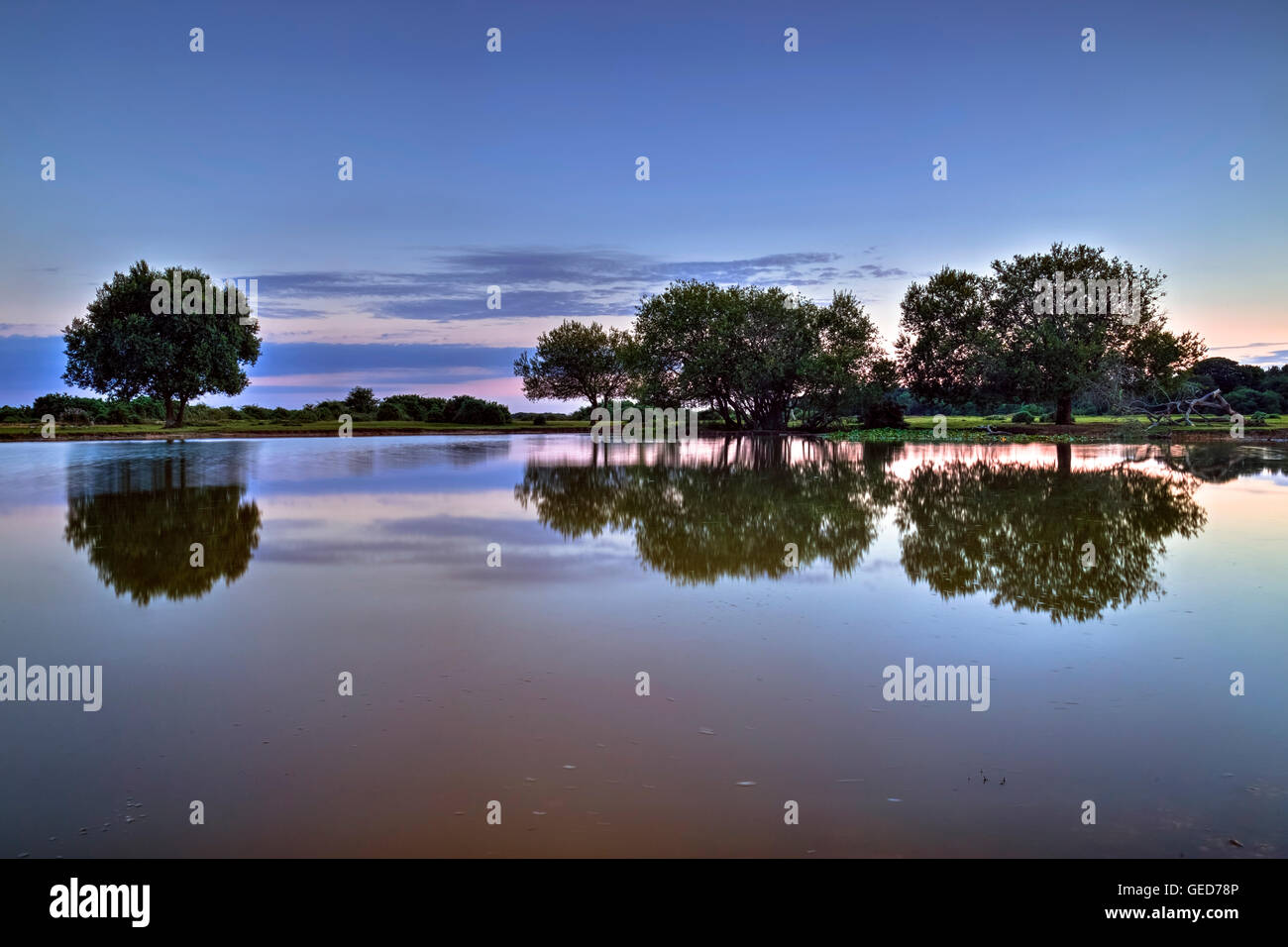 New Forest, Janesmoor Teich, Lyndhurst, Hampshire, England, Vereinigtes Königreich Stockfoto