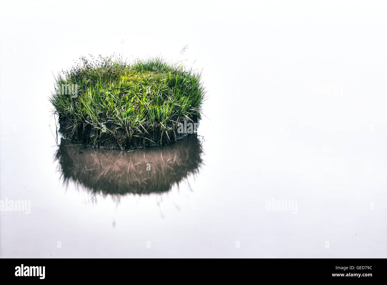 eine kleine Insel der Rasen in einem Teich Stockfoto